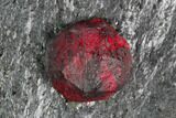 Plate Of Red Embers Garnets in Graphite - Massachusetts #114174-5
